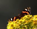 Red_Admiral
